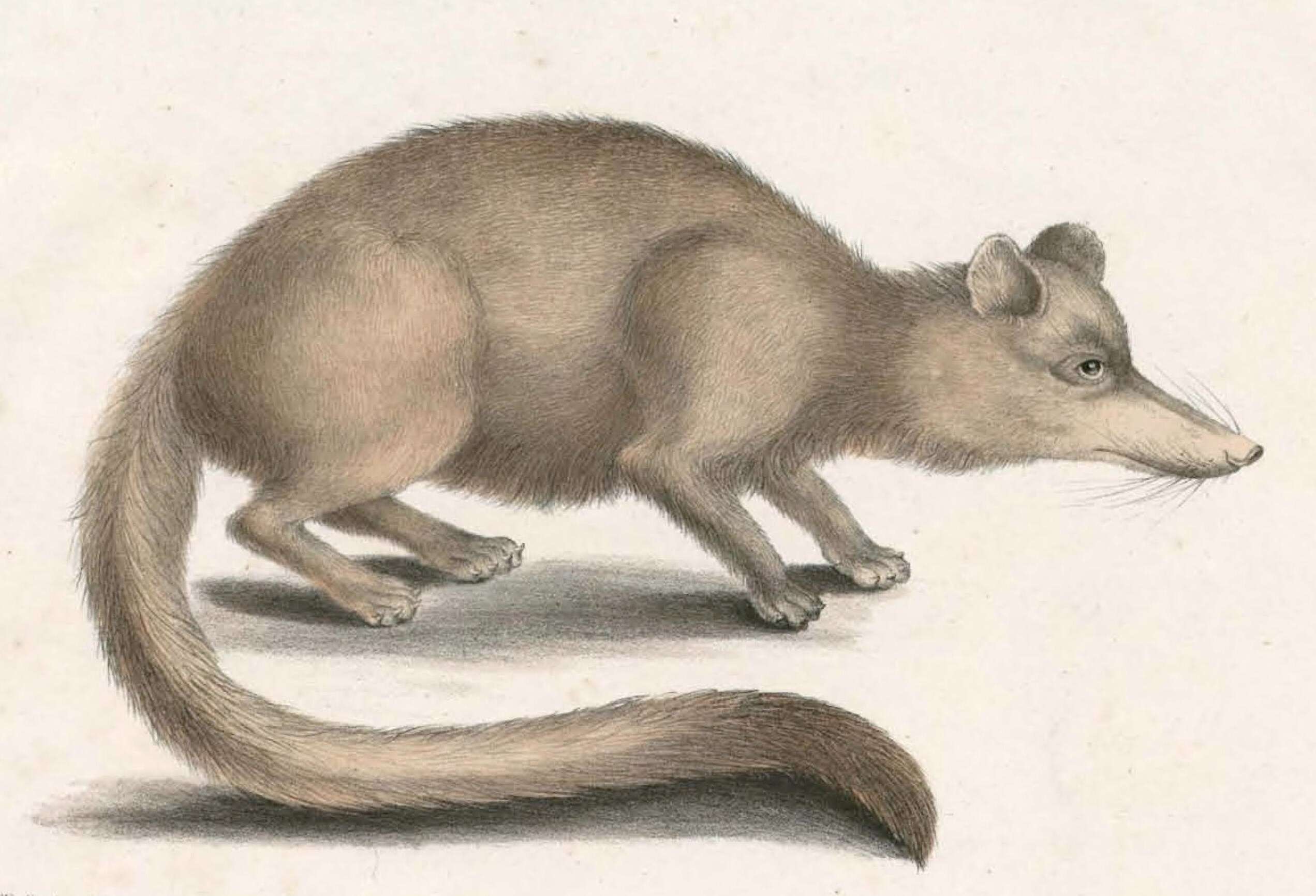 Image of Crab-Eating Mongoose