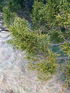 Plancia ëd Halocarpus bidwillii (Hook. fil. ex Kirk) Quinn