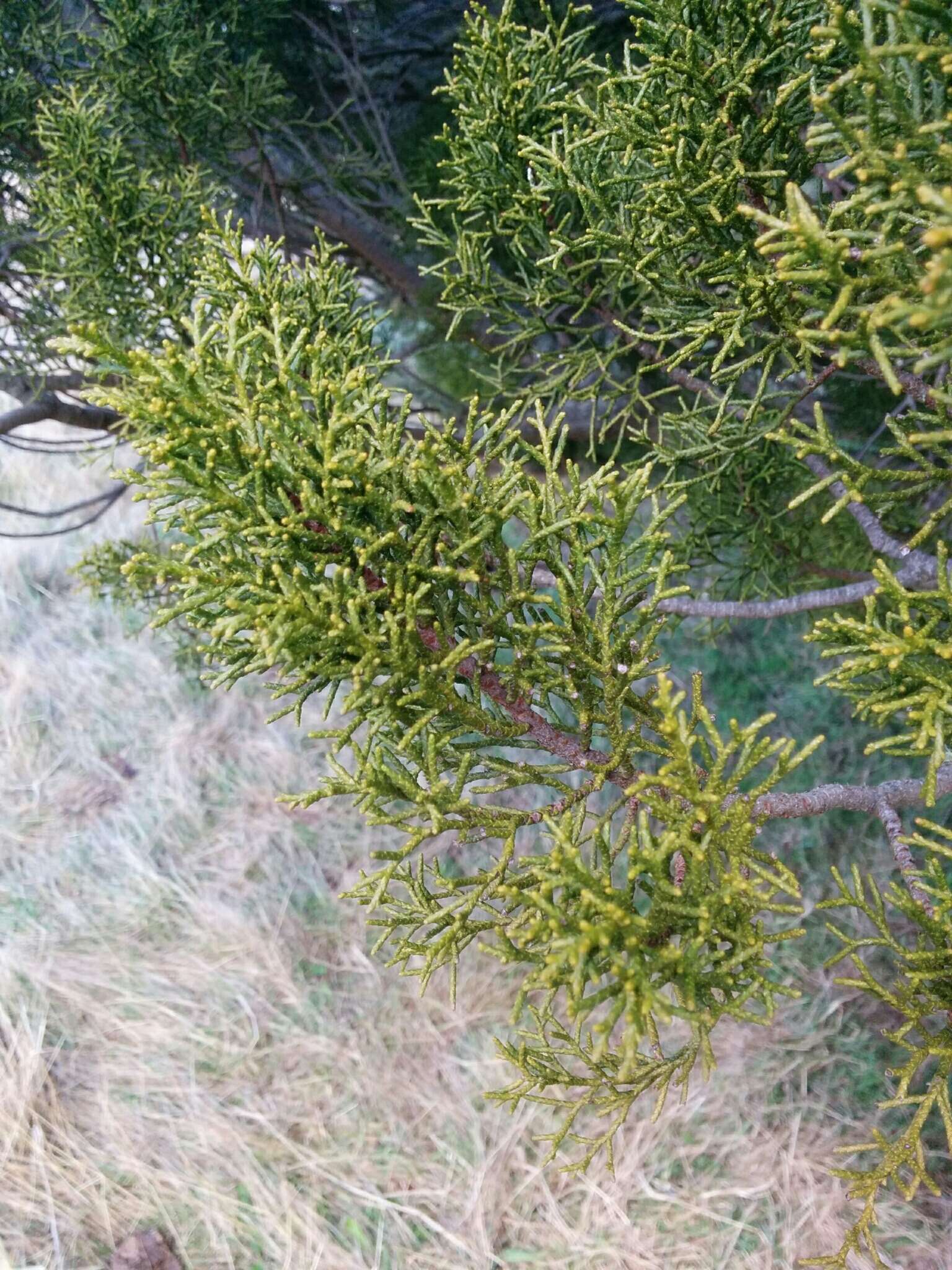 Image of Bog Pine