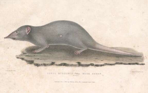 Image of Asian house shrew