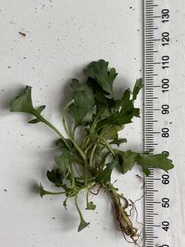 Image of Brachyscome radicata Hook. fil.