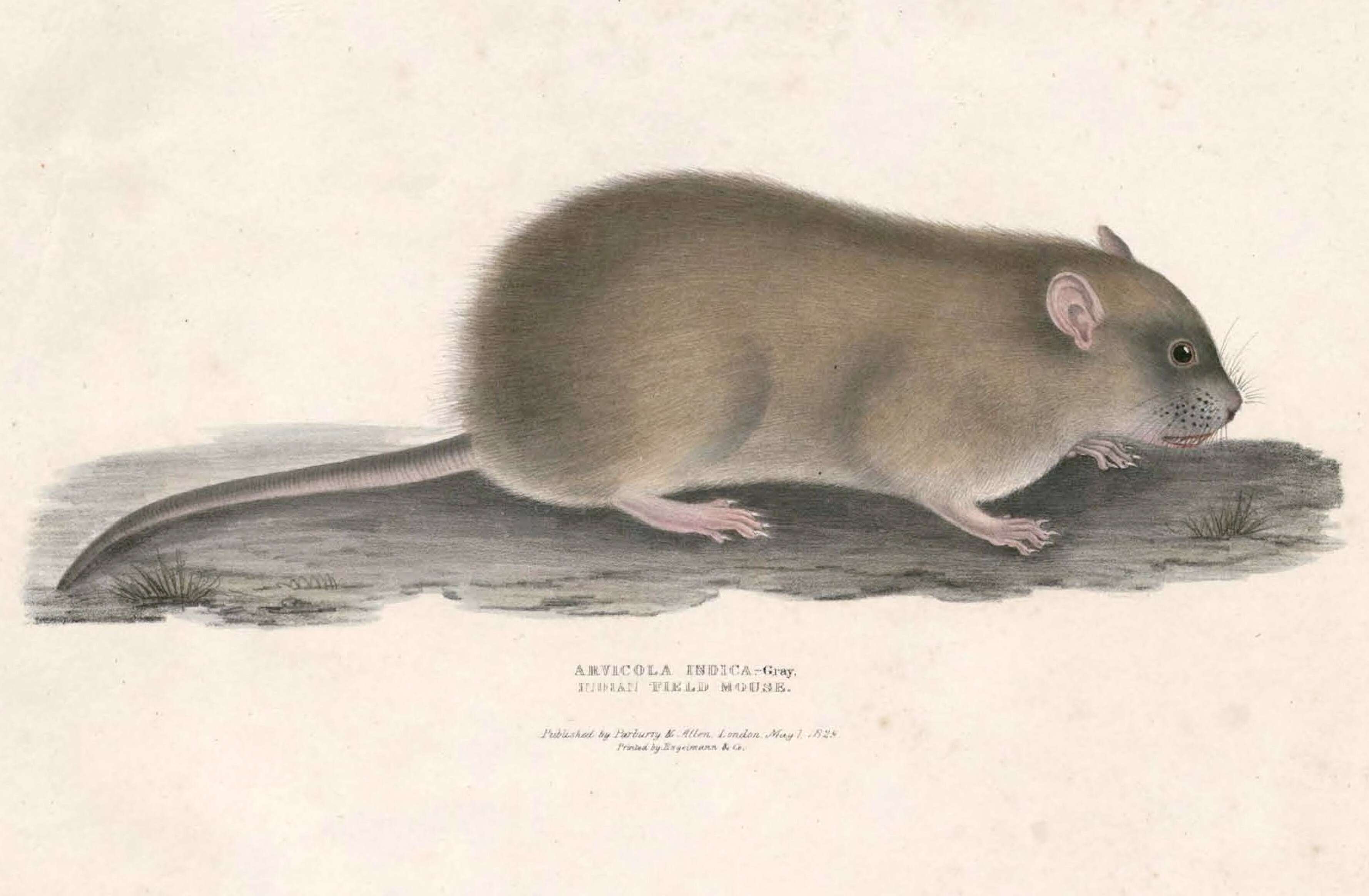 Image of Pest Rat