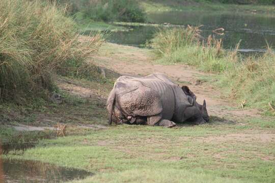 Image of Indian Rhinoceros