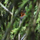 Image of Ocellated Tapaculo