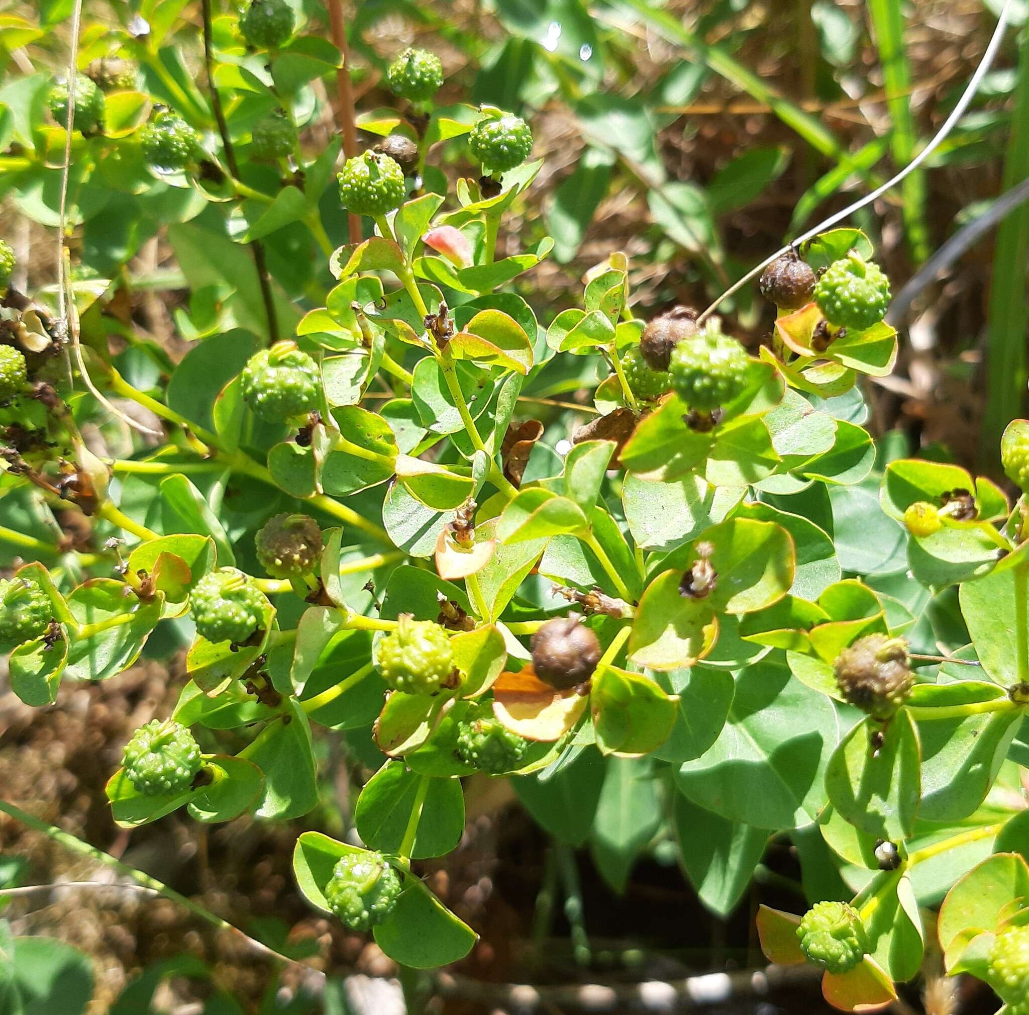 Image of Euphorbia paniculata Desf.