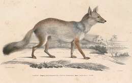 Image of Bengal Fox