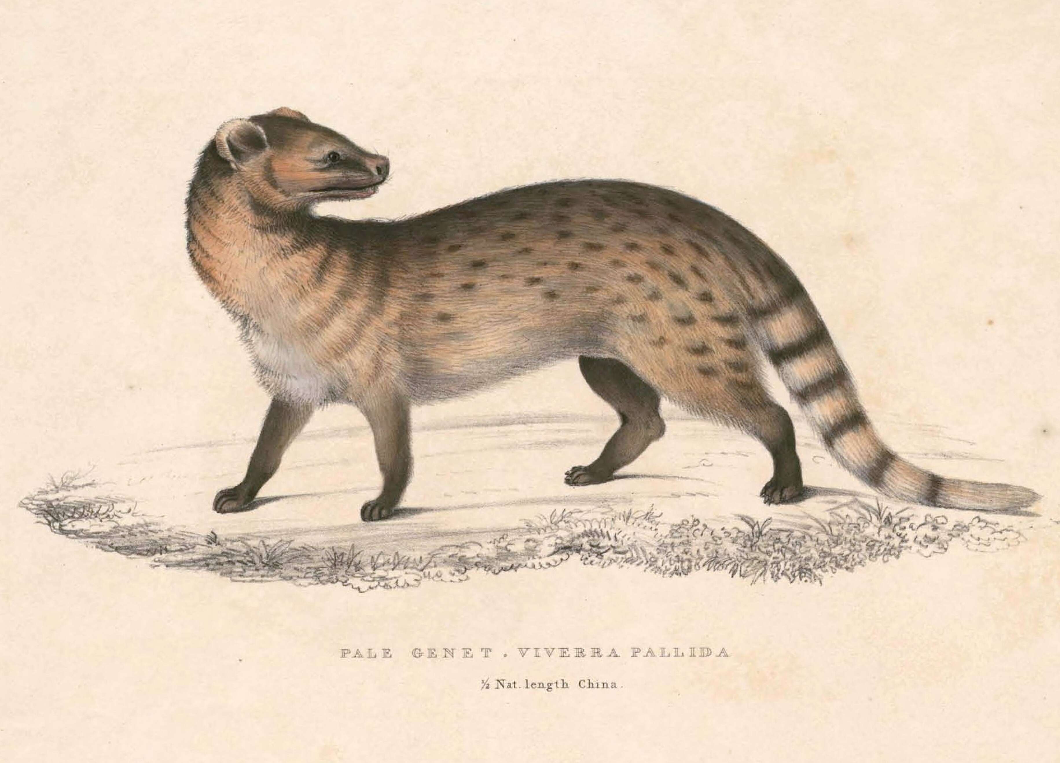 Image of Viverricula Hodgson 1838