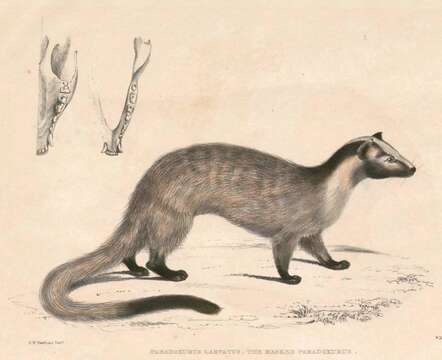 Image of masked palm civet