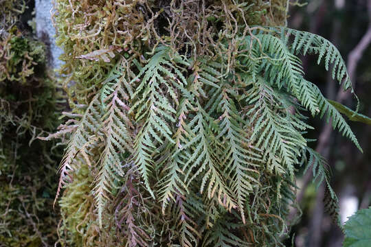 Plancia ëd Notogrammitis heterophylla (Labill.) Parris