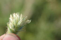 Oxytropis pilosa (L.) DC. resmi