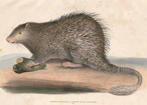 Image of Long-tailed Porcupine