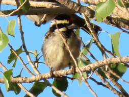 Tricholaema leucomelas leucomelas (Boddaert 1783) resmi