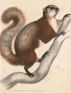 Image of Common Giant Flying Squirrel