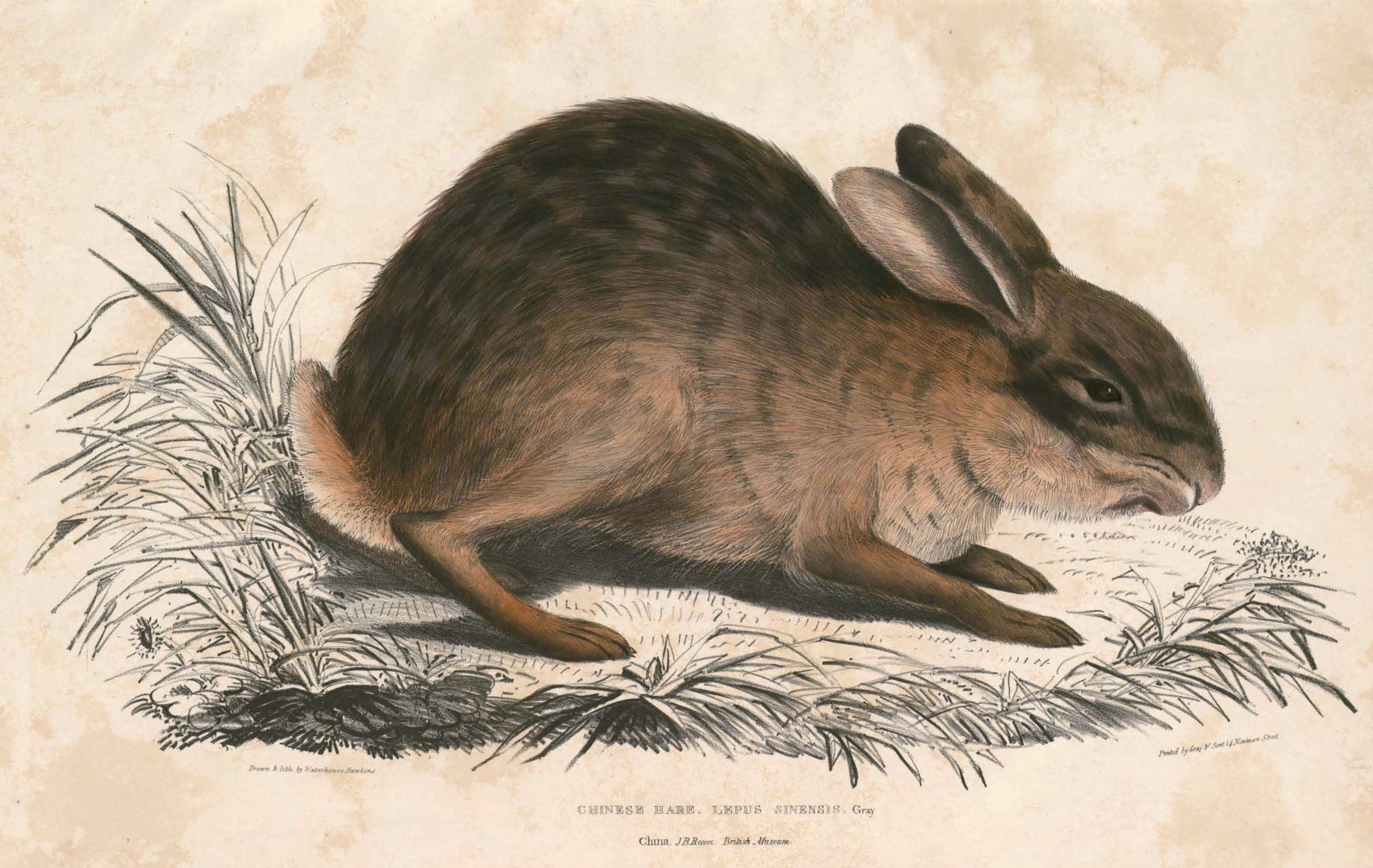 Imagem de Lepus sinensis Gray 1832
