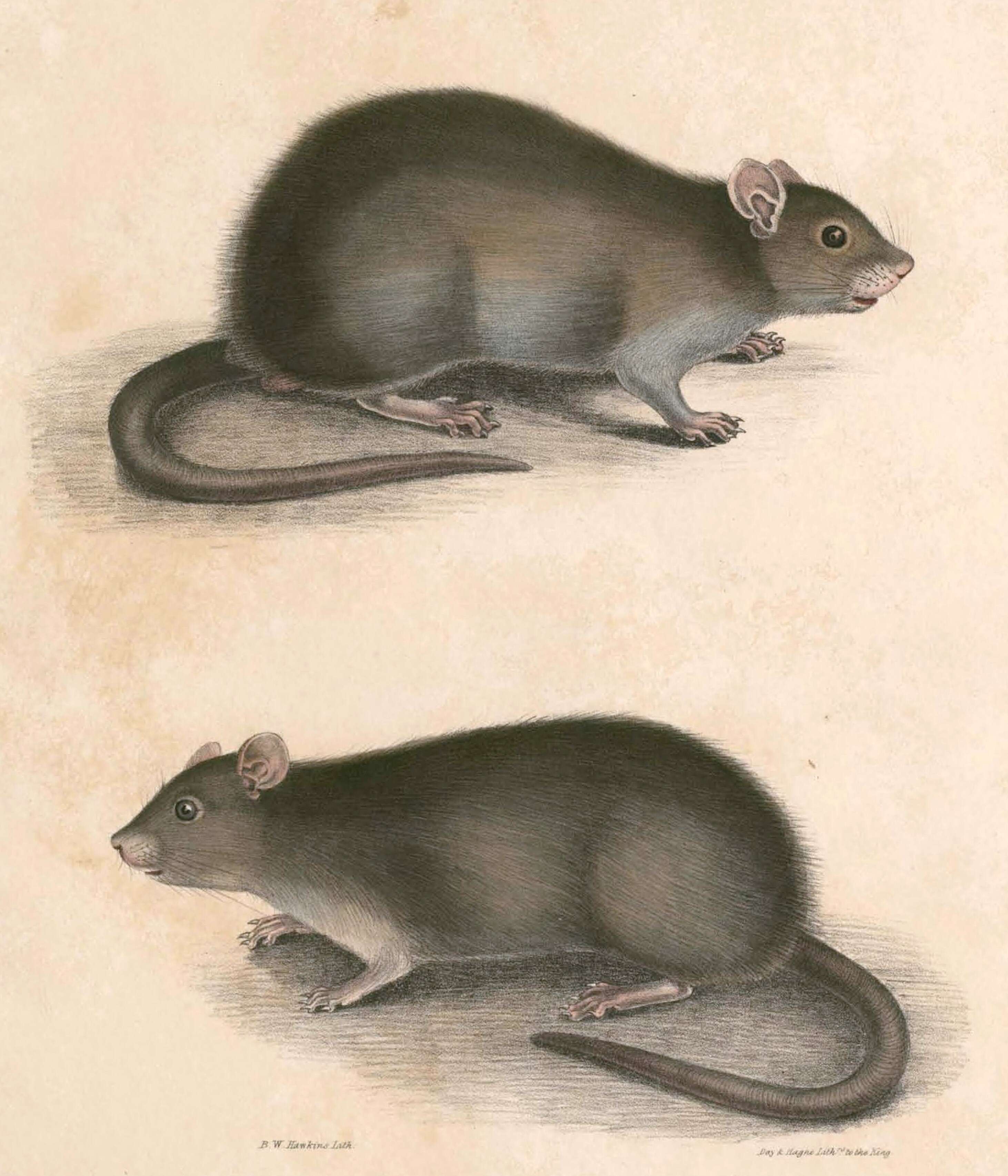 Image of Indian Mole-rat