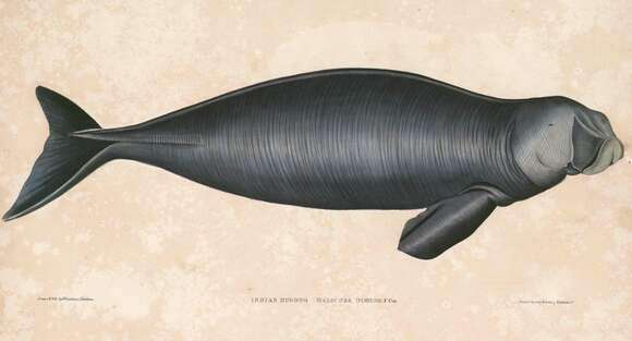 Image of Dugonginae Gray 1821