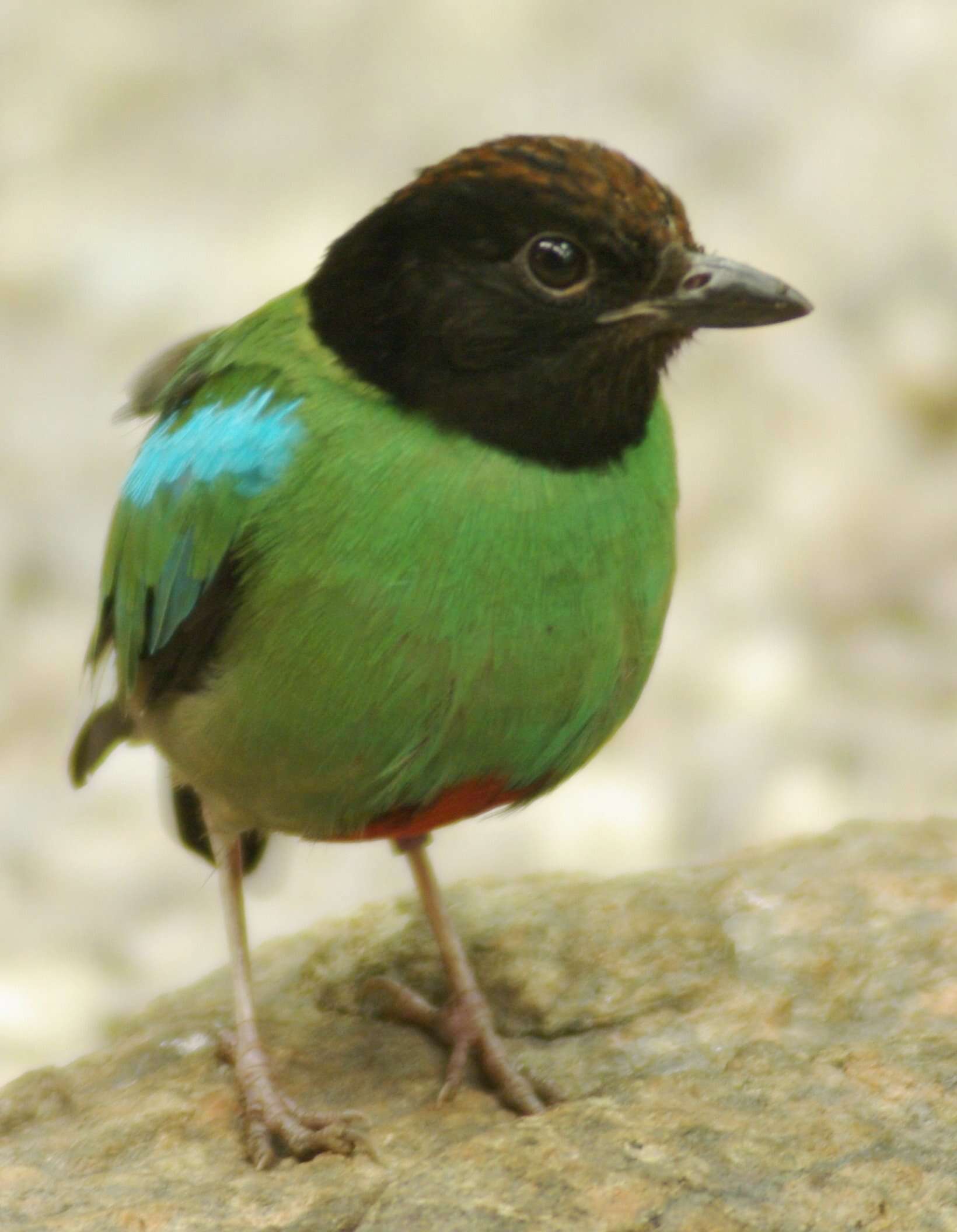 Image of Hooded Pitta