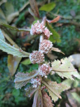 Image of Elatostema rugosum A. Cunn.