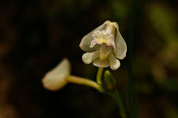 Image of Polystachya subumbellata P. J. Cribb & Podz.