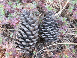 Image of Hartweg's Pine