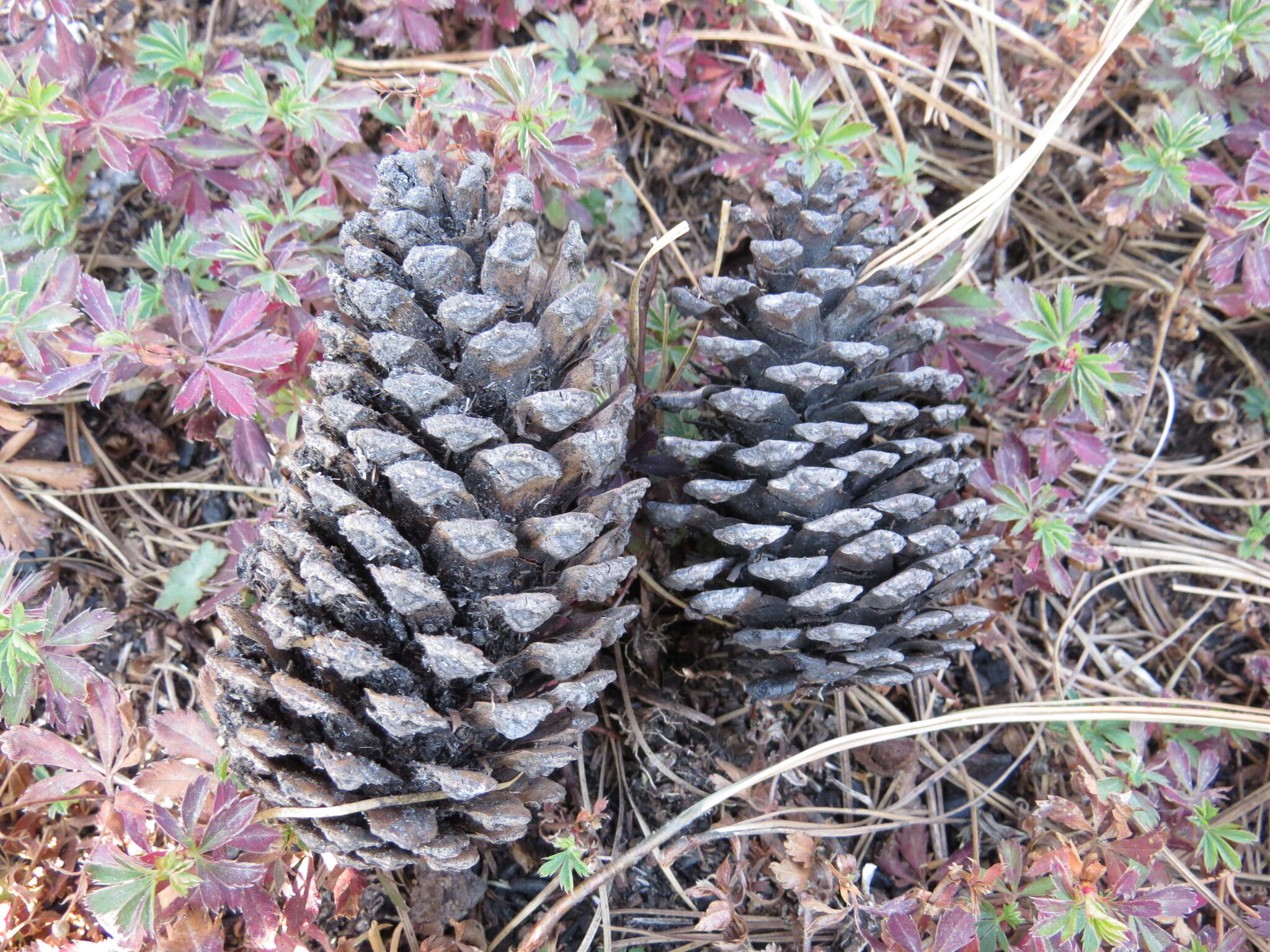 Image of Hartweg's Pine
