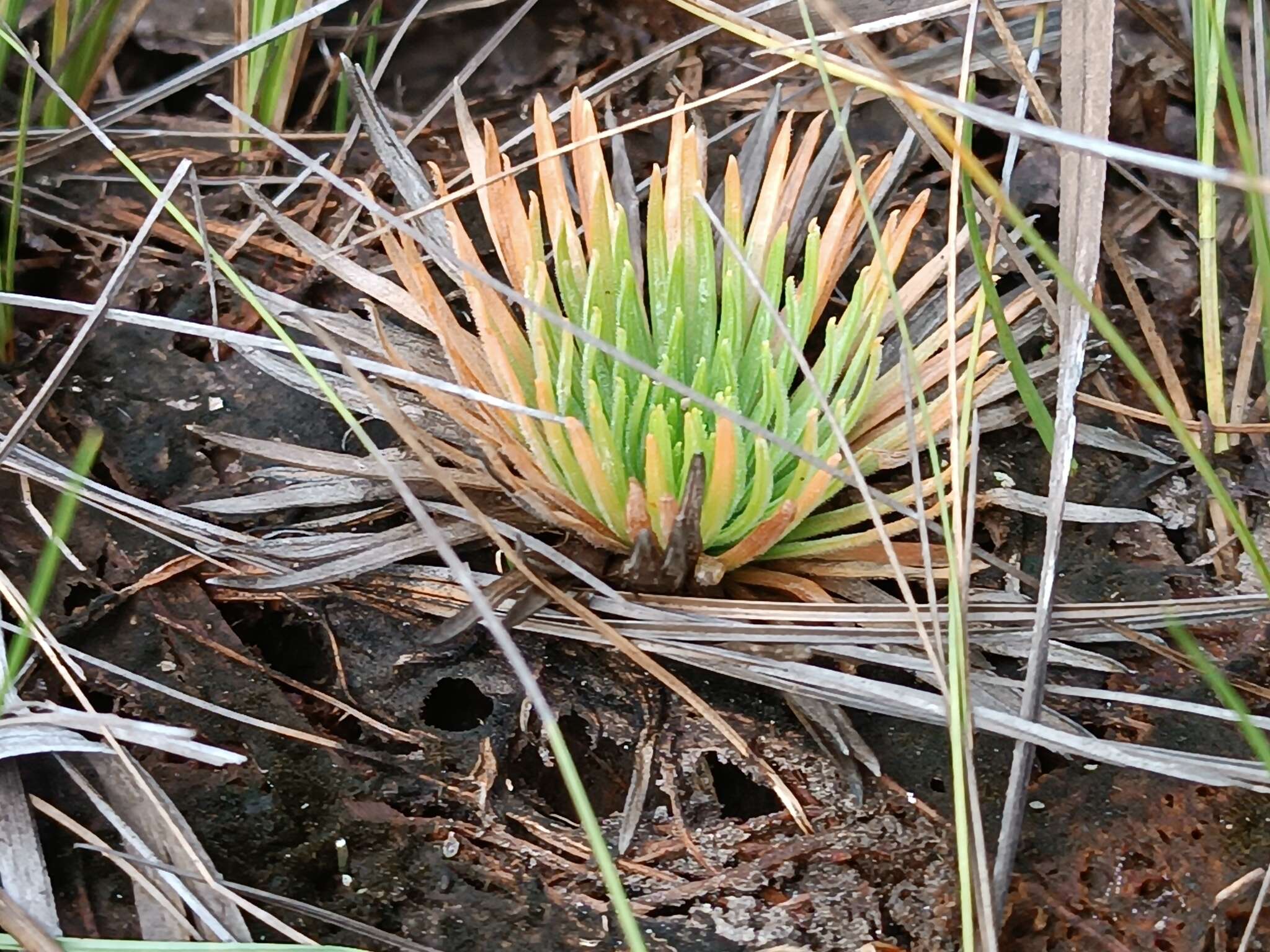 Image de Syngonanthus umbellatus (Lam.) Ruhland