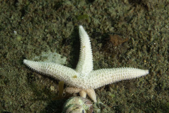 Image of Allostichaster capensis (Perrier 1875)