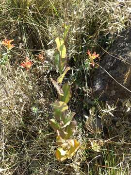 Plancia ëd Acourtia fruticosa (La Llave & Lex.) B. L. Turner