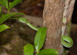 Image of Trimeresurus cardamomensis (Malhotra, Thorpe, Mrinalini & Stuart 2011)