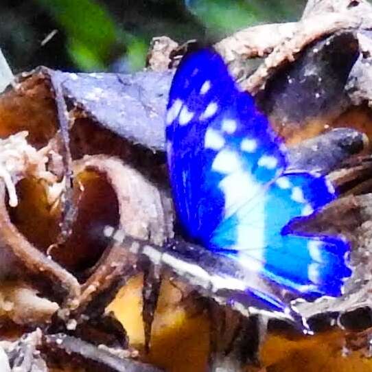 Image of Morpho cypris bugaba Staudinger