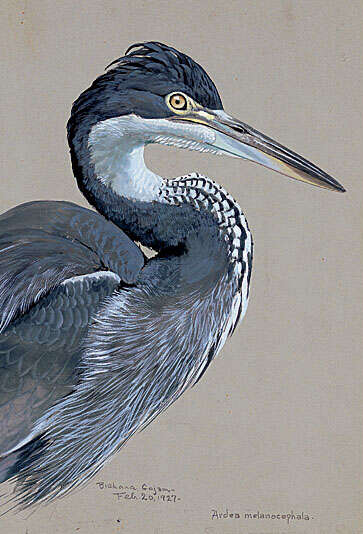 Image of Black-headed Heron