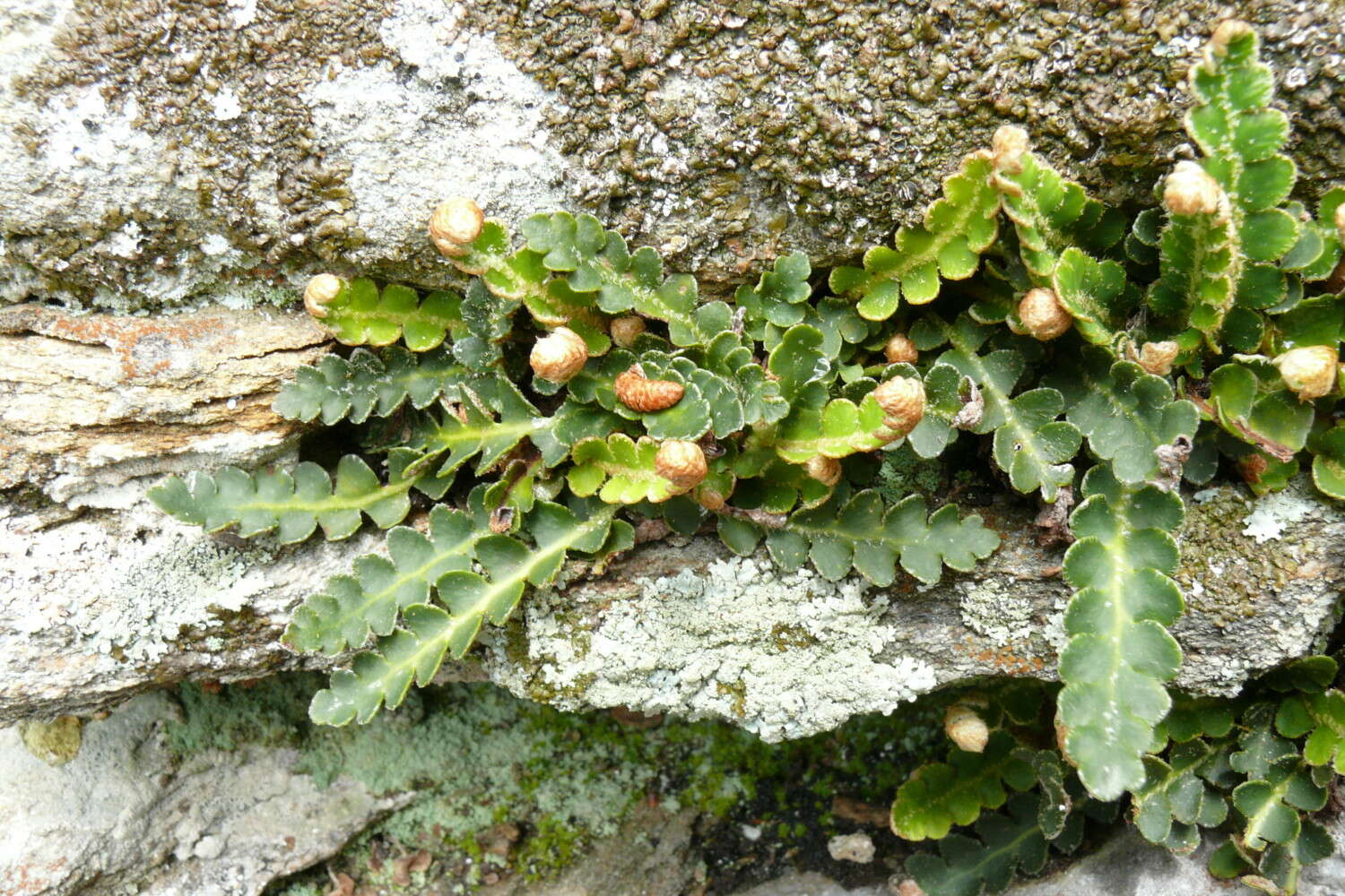 Plancia ëd Asplenium ceterach L.