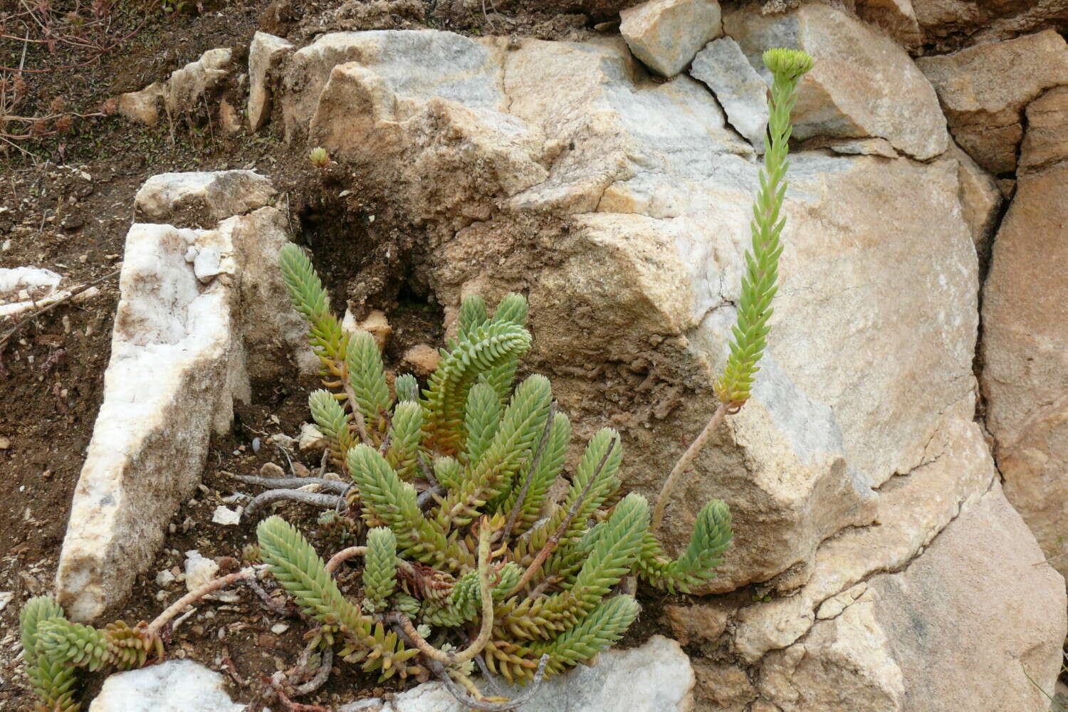 Слика од Petrosedum ochroleucum subsp. ochroleucum