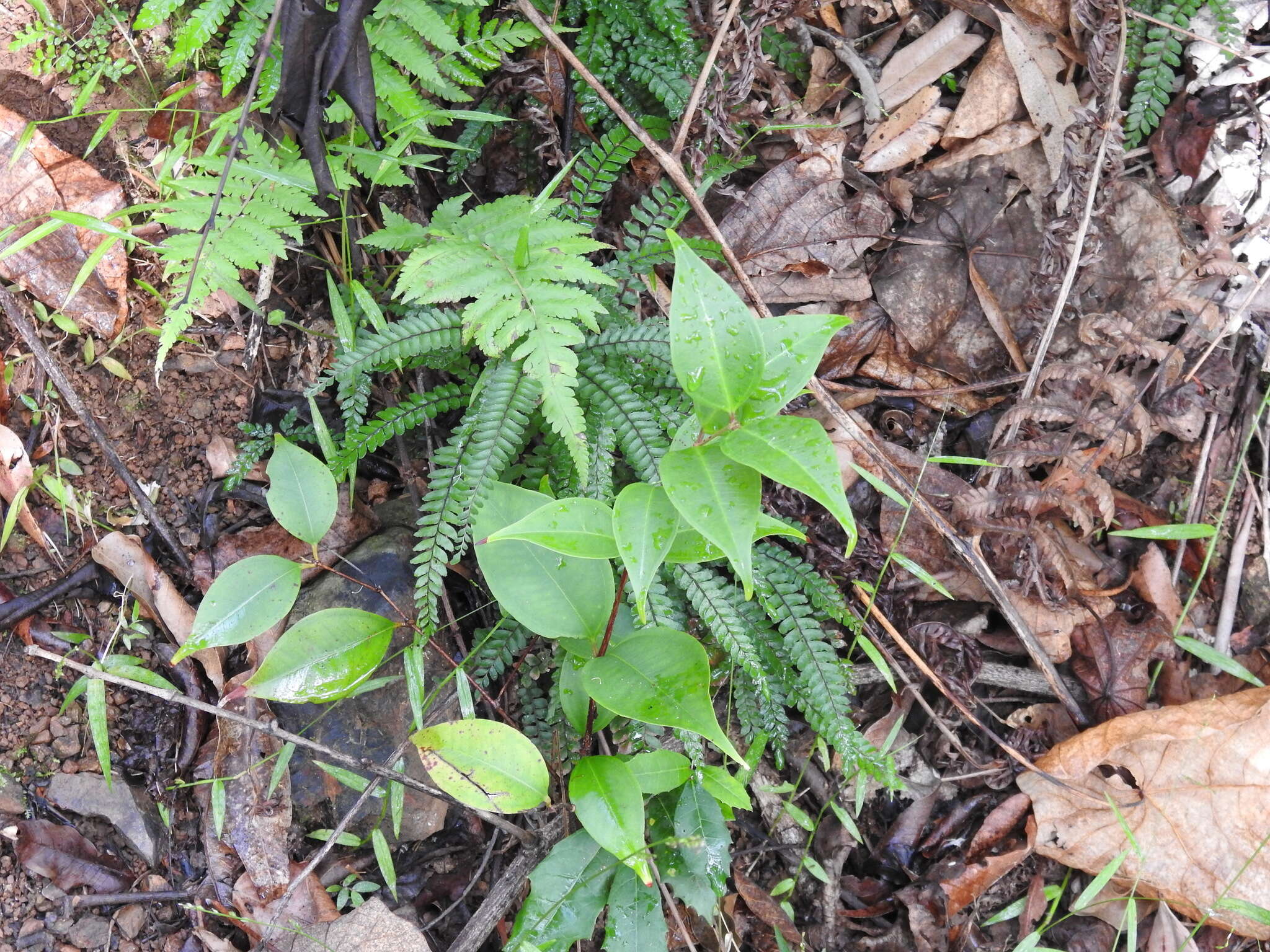 Rhodamnia maideniana C. T. White resmi