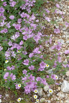 Image de Grande mauve