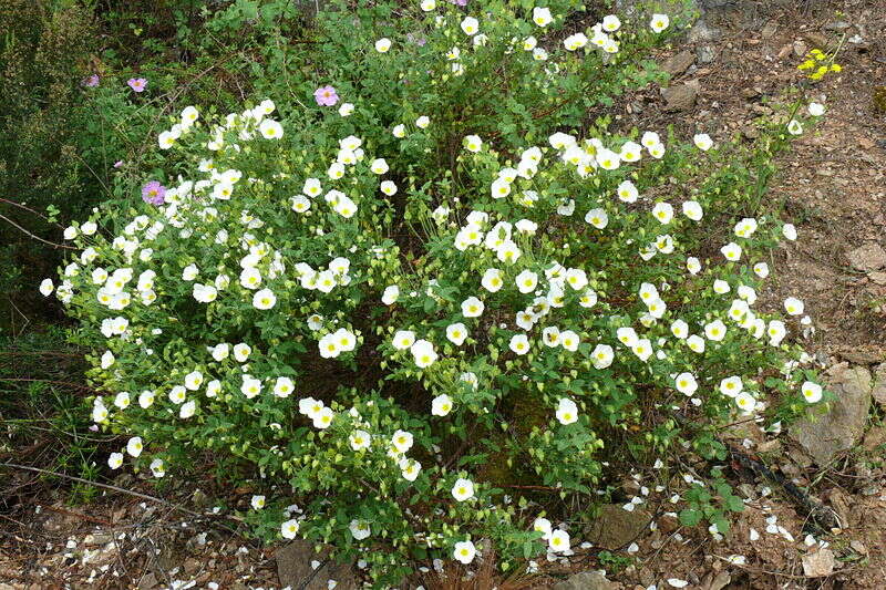 Image of salvia cistus