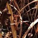 Image of Mischievous Bird Grasshopper