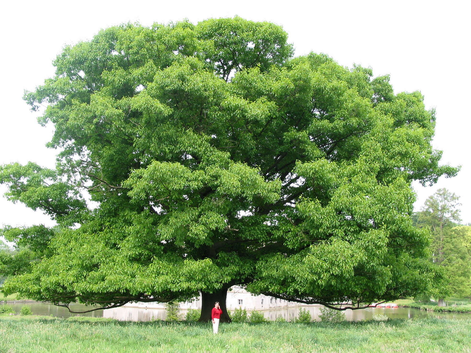 Image of Northern Red Oak