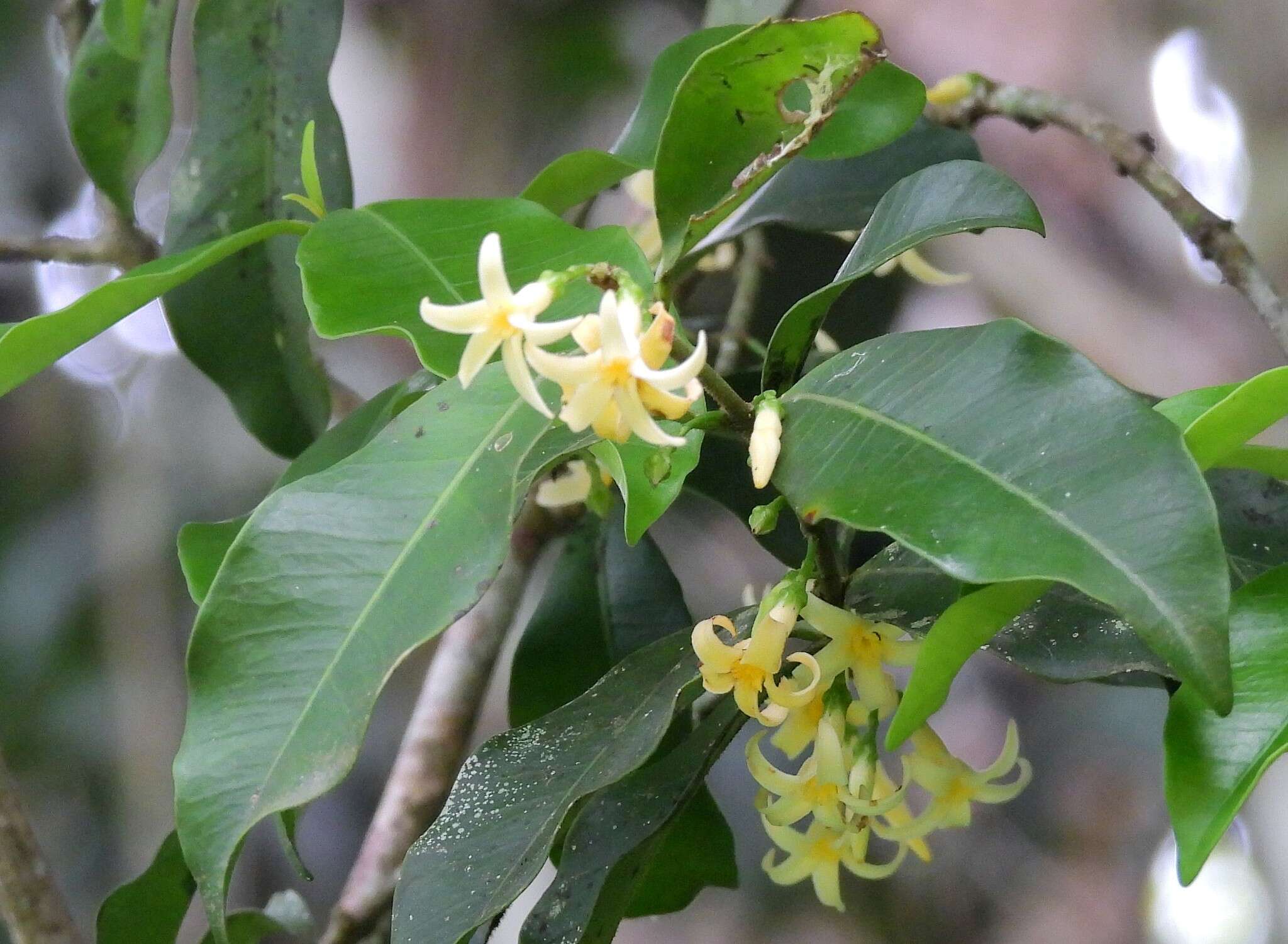 Image de Melodinus acutiflorus F. Müll.