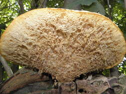 Image of dryad's saddle