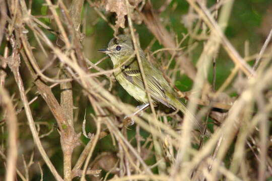 Phylloscartes ventralis (Temminck 1824)的圖片