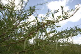 Vachellia seyal (Delile) P. J. H. Hurter resmi