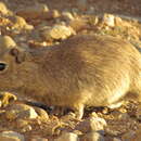 Image of Southern Mountain Cavy