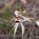 Image of Caladenia cala Hopper & A. P. Br.