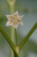 Plancia ëd Capsicum baccatum L.