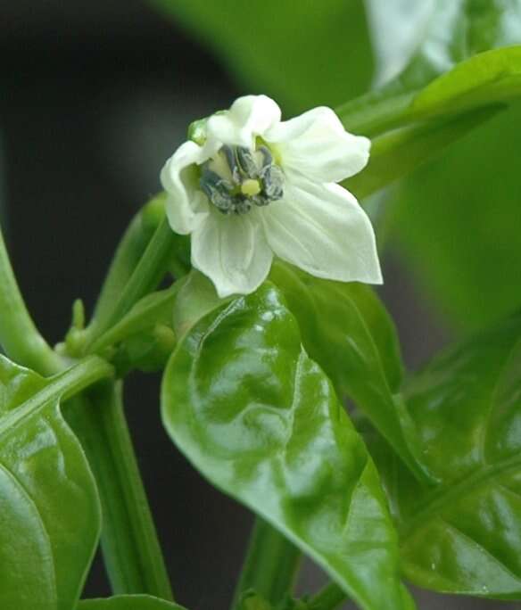 Image of cayenne pepper