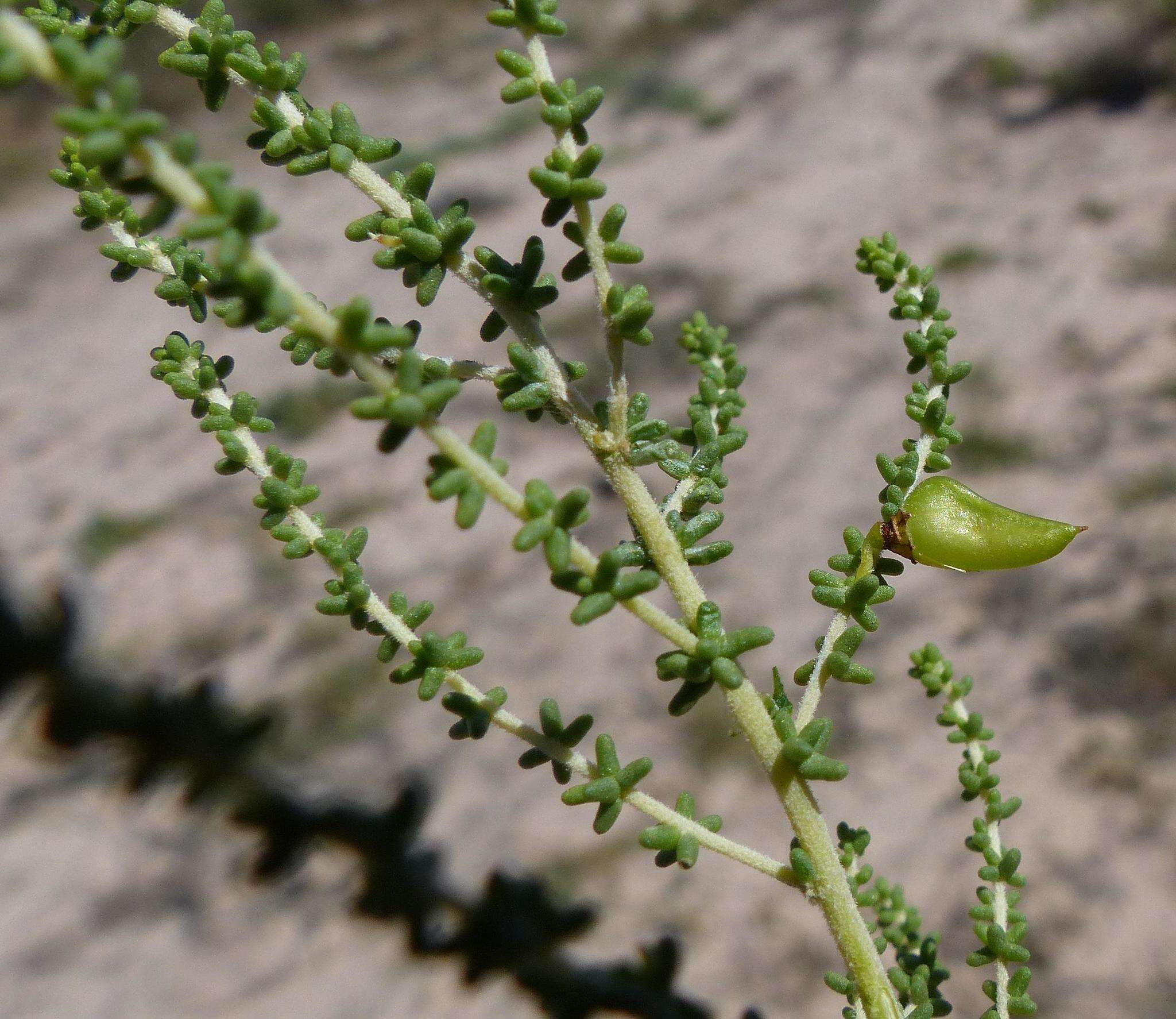 Слика од Aspalathus obtusifolia R. Dahlgren