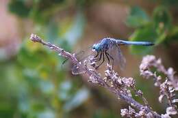 Image of Blue Dasher