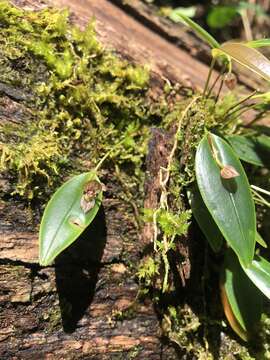 Image of Pleurothallis dorotheae Luer