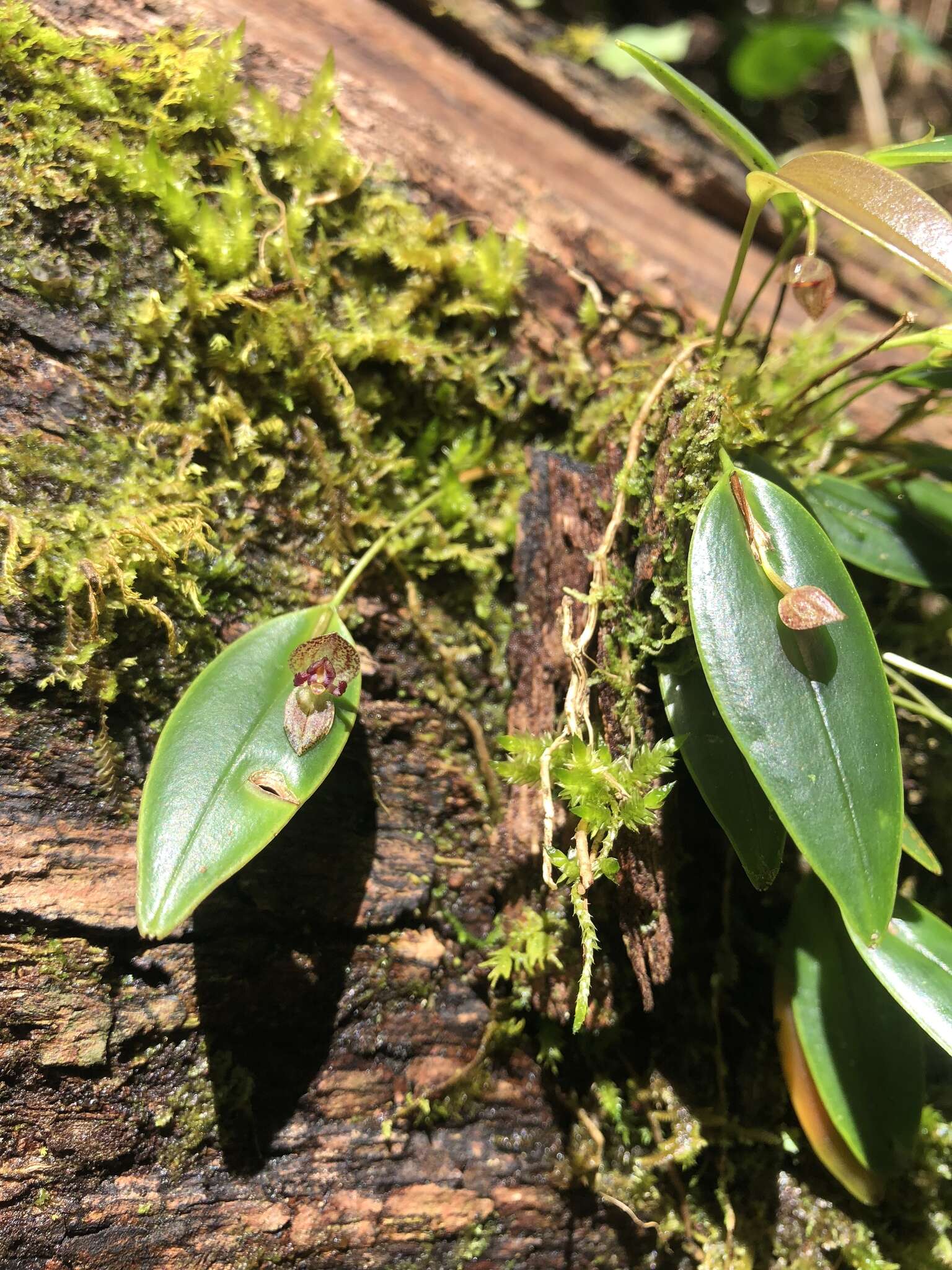 Imagem de Pleurothallis dorotheae Luer